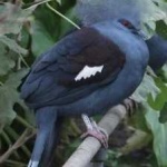 image of bird