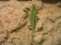 image of african_chameleon