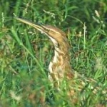 image of bird