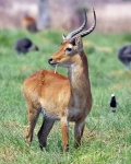 image of animal