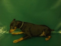image of miniature_pinscher