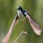 image of bird