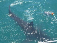 image of great_white_shark