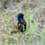 image of coucal
