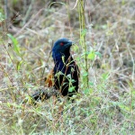 image of coucal #6