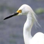 image of bird