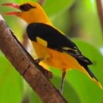 image of bird