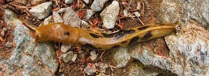 image of slug