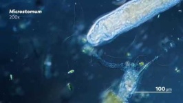 image of parasitic_flatworms