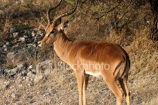image of impala