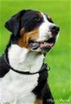 image of entlebucher