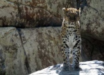 image of jaguar_car