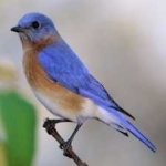 image of bird
