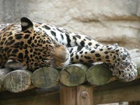 image of jaguar_car
