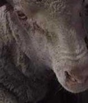 image of animal