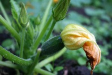 image of zucchini