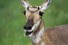 image of animal