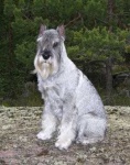 image of standard_schnauzer