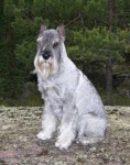 image of standard_schnauzer #14