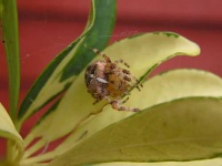 image of garden_spider