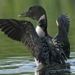 image of bird
