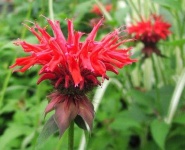 image of flower