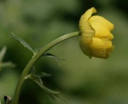 image of flower
