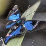 image of metalmark #30