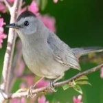 image of bird