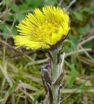 image of flower