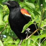 image of bird