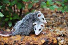 image of possum #57