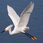 image of bird
