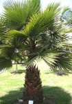 image of palm_tree #12