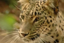 image of jaguar_car