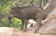 image of wild_boar