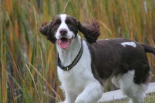 image of english_springer