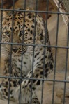 image of jaguar_car