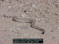 image of diamondback
