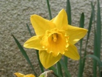 image of flower