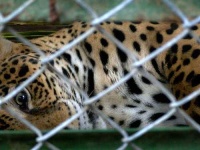 image of jaguar_car