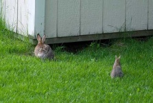 image of wood_rabbit