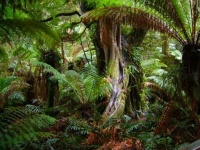 image of tropical_forest