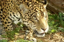 image of jaguar_car