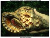 image of conch
