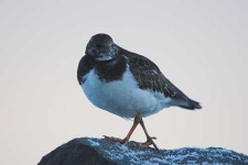 image of ruddy_turnstone