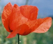 image of flower