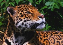 image of jaguar_car