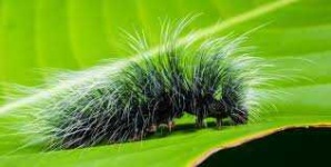 image of animal