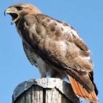 image of bird